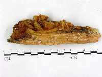 登錄號:F0005980藏品圖，第3張