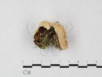 登錄號:F0005981藏品圖，第1張