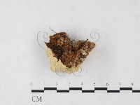 登錄號:F0005981藏品圖，第3張