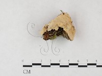 登錄號:F0005981藏品圖，第4張