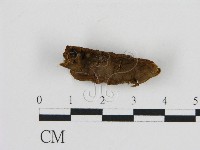 登錄號:F0005983藏品圖，第3張