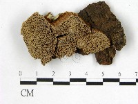 登錄號:F0005985藏品圖，第1張