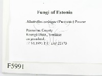 登錄號:F0005991藏品圖，第2張