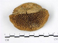 登錄號:F0005996藏品圖，第1張