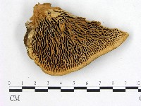 登錄號:F0005997藏品圖，第1張