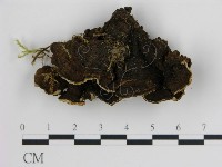 登錄號:F0005998藏品圖，第3張