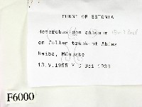 登錄號:F0006000藏品圖，第2張