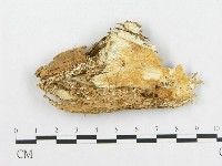 登錄號:F0006005藏品圖，第1張