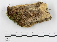 登錄號:F0006006藏品圖，第3張