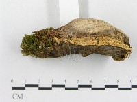 登錄號:F0006006藏品圖，第4張