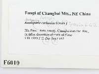 登錄號:F0006010藏品圖，第2張