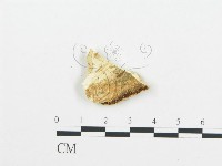 登錄號:F0006010藏品圖，第1張