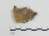 登錄號:F0006011藏品圖，第1張