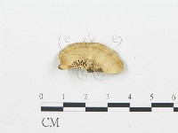 登錄號:F0006012藏品圖，第3張