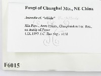 登錄號:F0006015藏品圖，第2張