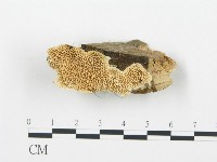 登錄號:F0006015藏品圖，第1張