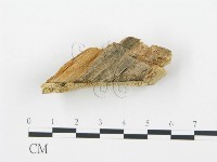 登錄號:F0006015藏品圖，第3張