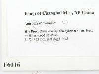 登錄號:F0006016藏品圖，第2張