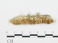 登錄號:F0006016藏品圖，第1張