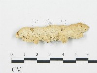 登錄號:F0006016藏品圖，第3張