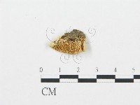 登錄號:F0006017藏品圖，第1張