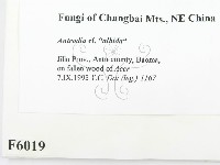 登錄號:F0006019藏品圖，第2張