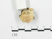 登錄號:F0006019藏品圖，第5張