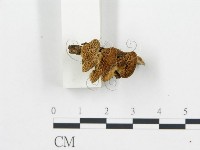 登錄號:F0006020藏品圖，第5張