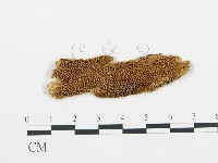 登錄號:F0006021藏品圖，第1張