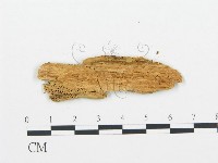 登錄號:F0006021藏品圖，第3張