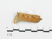 登錄號:F0006023藏品圖，第4張