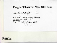 登錄號:F0006024藏品圖，第2張