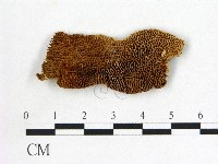 登錄號:F0006024藏品圖，第1張