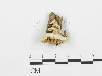 登錄號:F0006026藏品圖，第1張