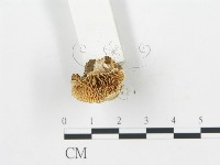 登錄號:F0006026藏品圖，第3張