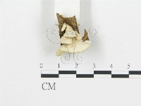 登錄號:F0006026藏品圖，第4張