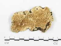 登錄號:F0006028藏品圖，第1張