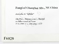 登錄號:F0006029藏品圖，第2張