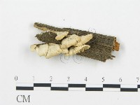 登錄號:F0006029藏品圖，第1張