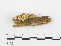 登錄號:F0006029藏品圖，第3張