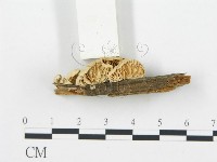 登錄號:F0006029藏品圖，第4張