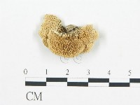 登錄號:F0006031藏品圖，第1張