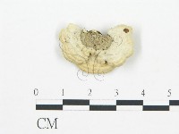 登錄號:F0006031藏品圖，第3張