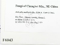 登錄號:F0006043藏品圖，第2張