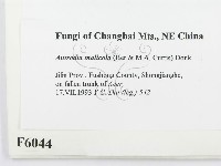 登錄號:F0006044藏品圖，第2張
