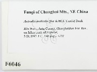 登錄號:F0006046藏品圖，第2張