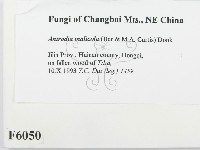 登錄號:F0006050藏品圖，第2張