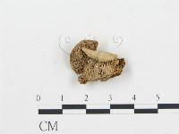 登錄號:F0006050藏品圖，第1張