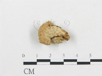 登錄號:F0006050藏品圖，第4張