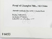 登錄號:F0006053藏品圖，第2張